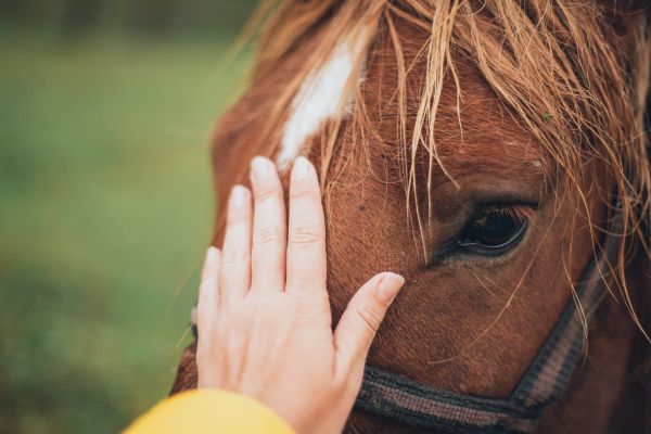 Ezen az oldalon találod a Lóbarát Tudástár ingyenes tartalmait amik mindenki számára elérhetőek, és nem igényelnek beiratkozást.